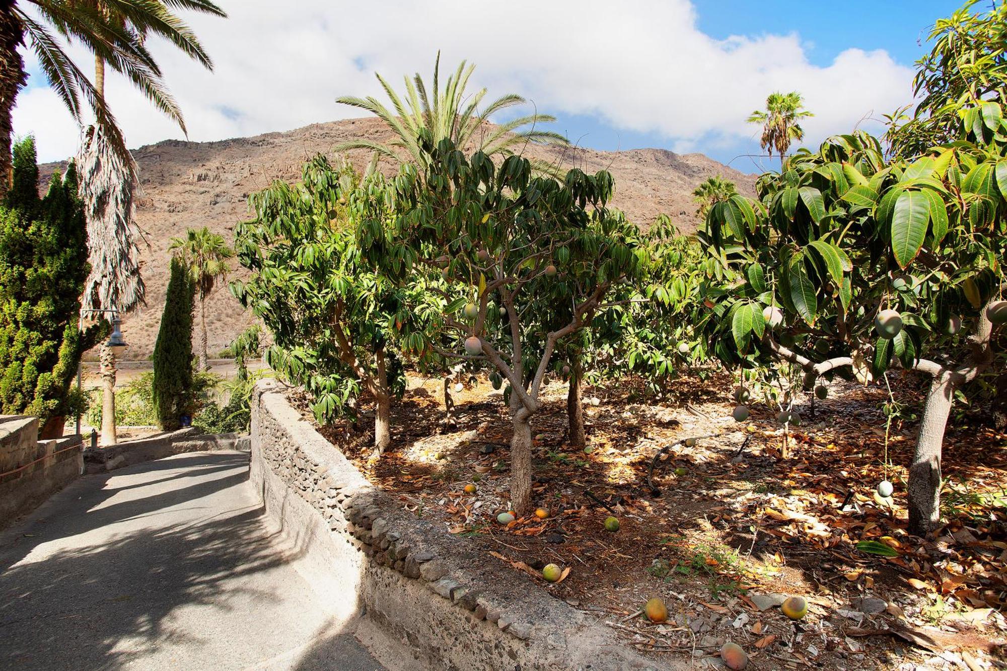 Paraiso Del Molinero Bajo Mogán Buitenkant foto