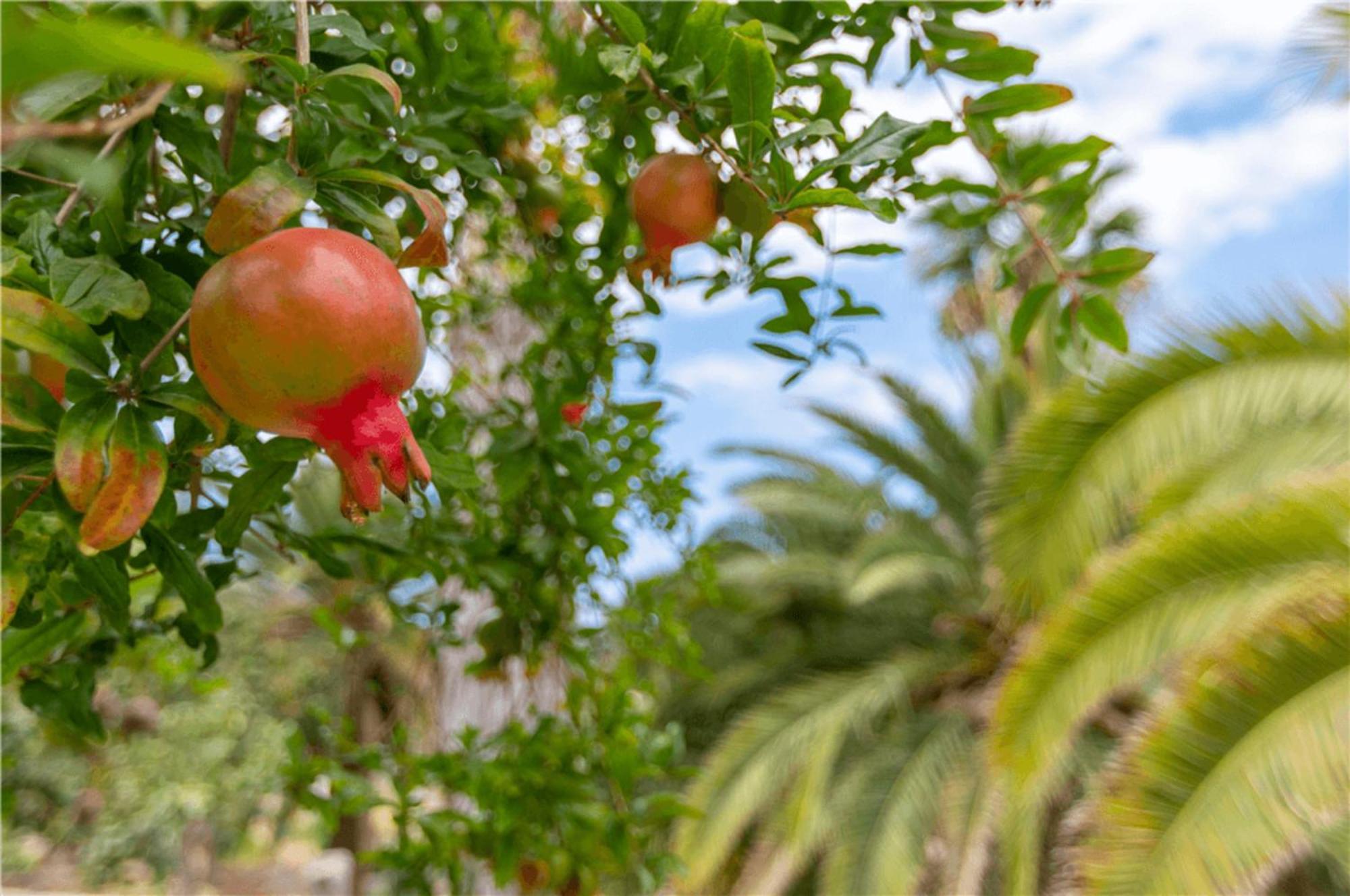 Paraiso Del Molinero Bajo Mogán Buitenkant foto
